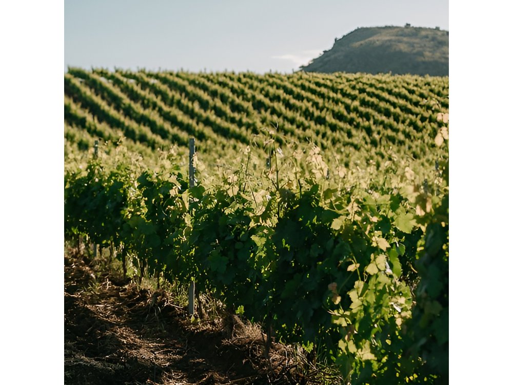 Sicilian Winery Tour with Wine Tasting from Palermo