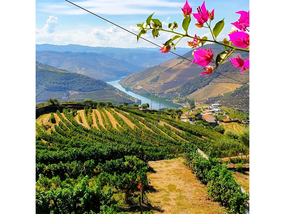 Douro Valley Small Group Tour with Two Winery, Lunch & Boat Trip