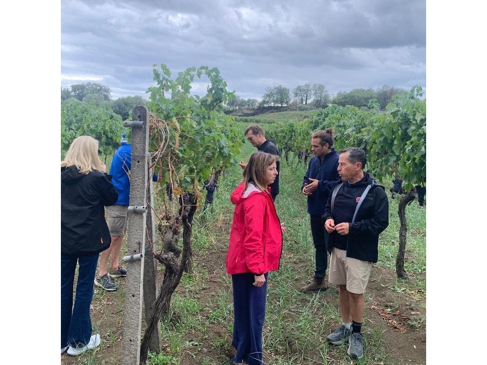 Private Wine Tasting Tour, Taormina and Messina from Messina