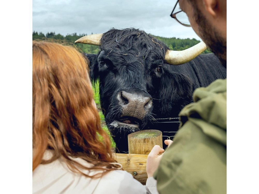 Hairy Coos and Highland Views: A Short-Day Escape from Edinburgh