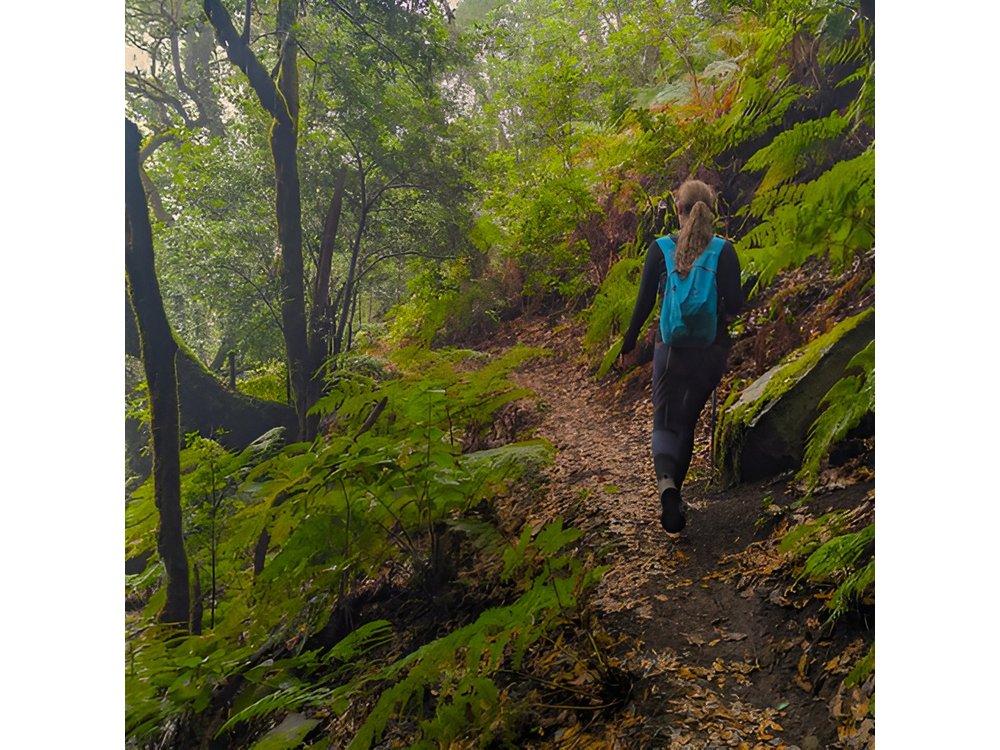 Tenerife Hiking in Enchanted Forest Above Masca with PICKUP