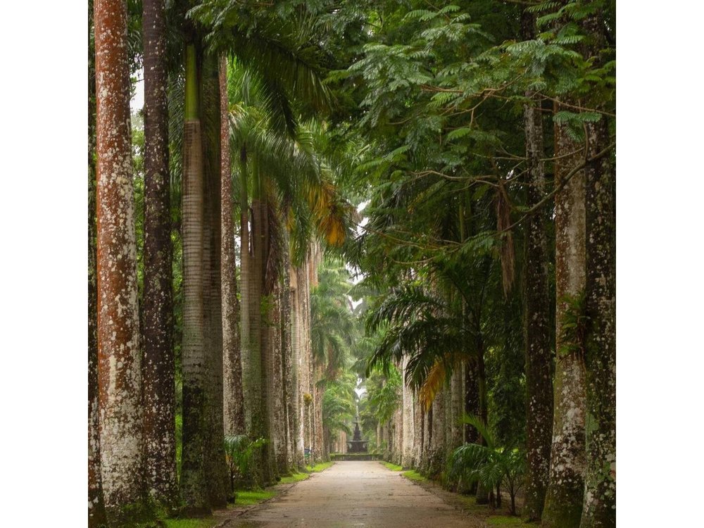 Botanical Garden and Tijuca Forest: Nature in Rio de Janeiro