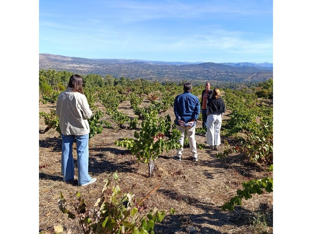 Madrid Wine Tour with Winery Visit & Wine Tasting