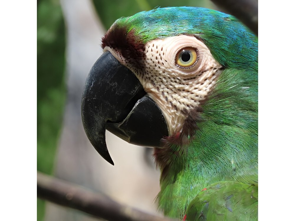 Parrot & Macaw Volunteering in a Wildlife Reserve Near Cartagena
