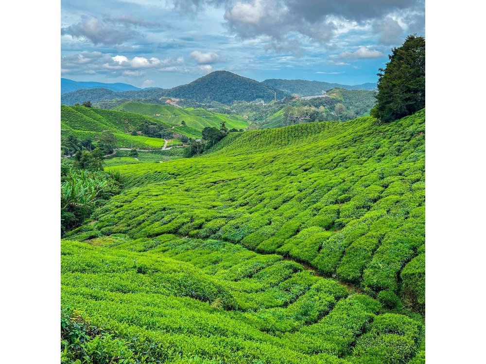 Elevate Your Senses: A Day of Wonders in Cameron Highlands!