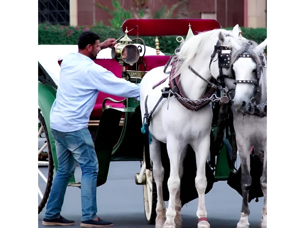 Marrakech 1 hour Horse Carriage Rides