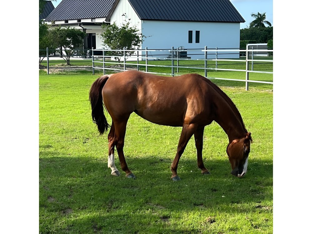 Horse Riding in Miami Countryside