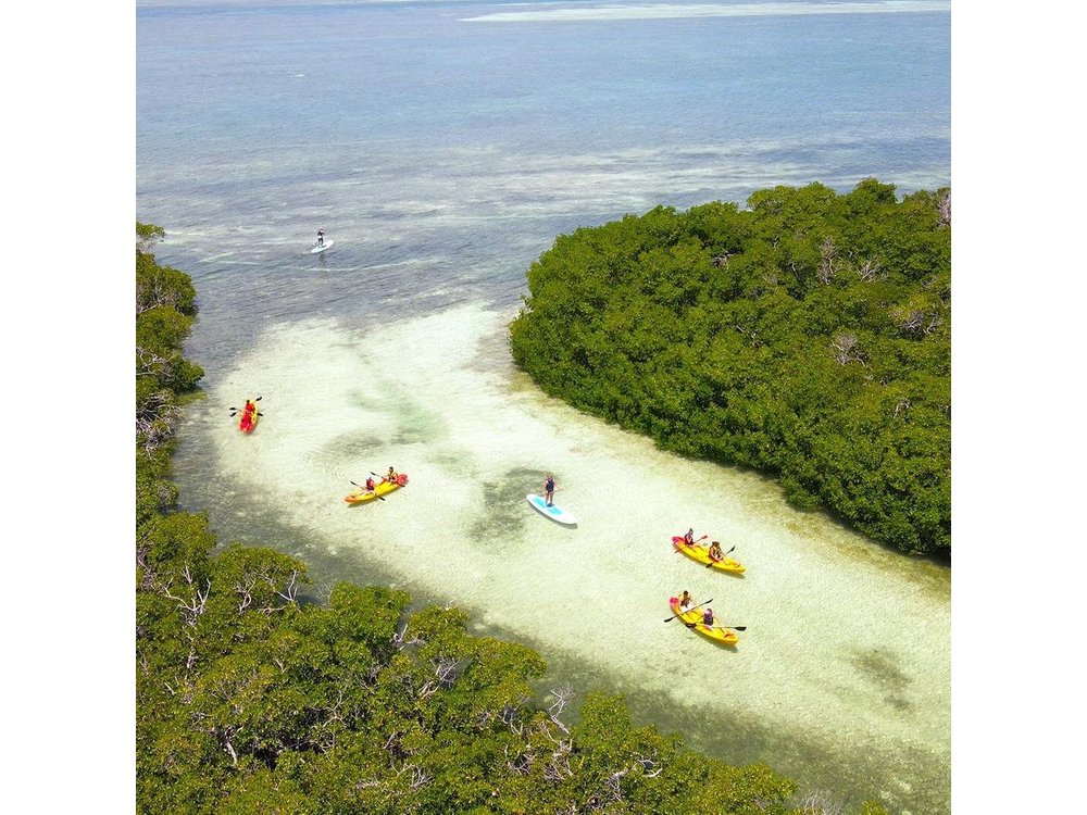 Key West Hidden Sanctuary Mangrove Kayak Tour With Drinks