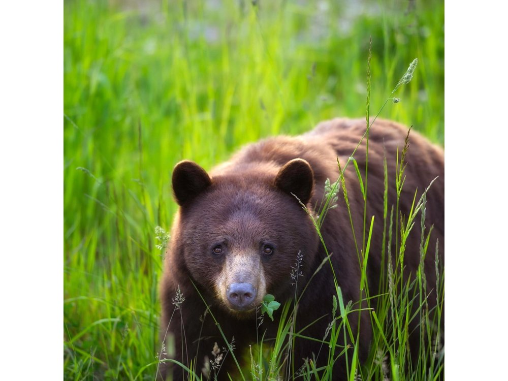 Whistler Morning With The Bears Land Rover Scenic Tour