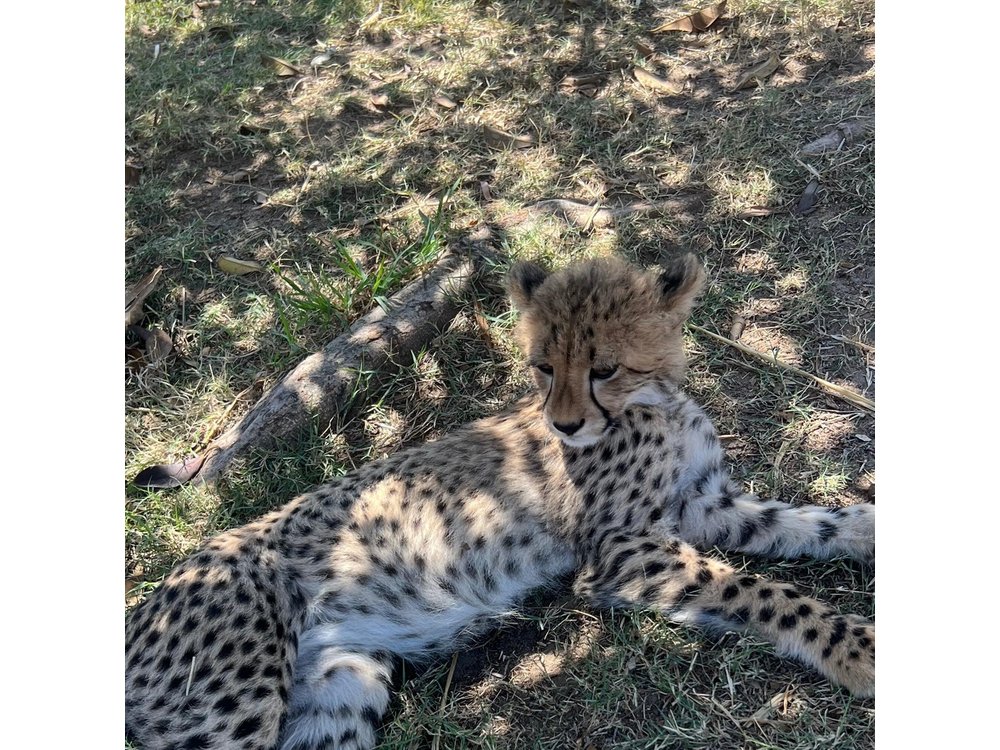 Somerset West Cheetah Outreach Museum Ticket Tour