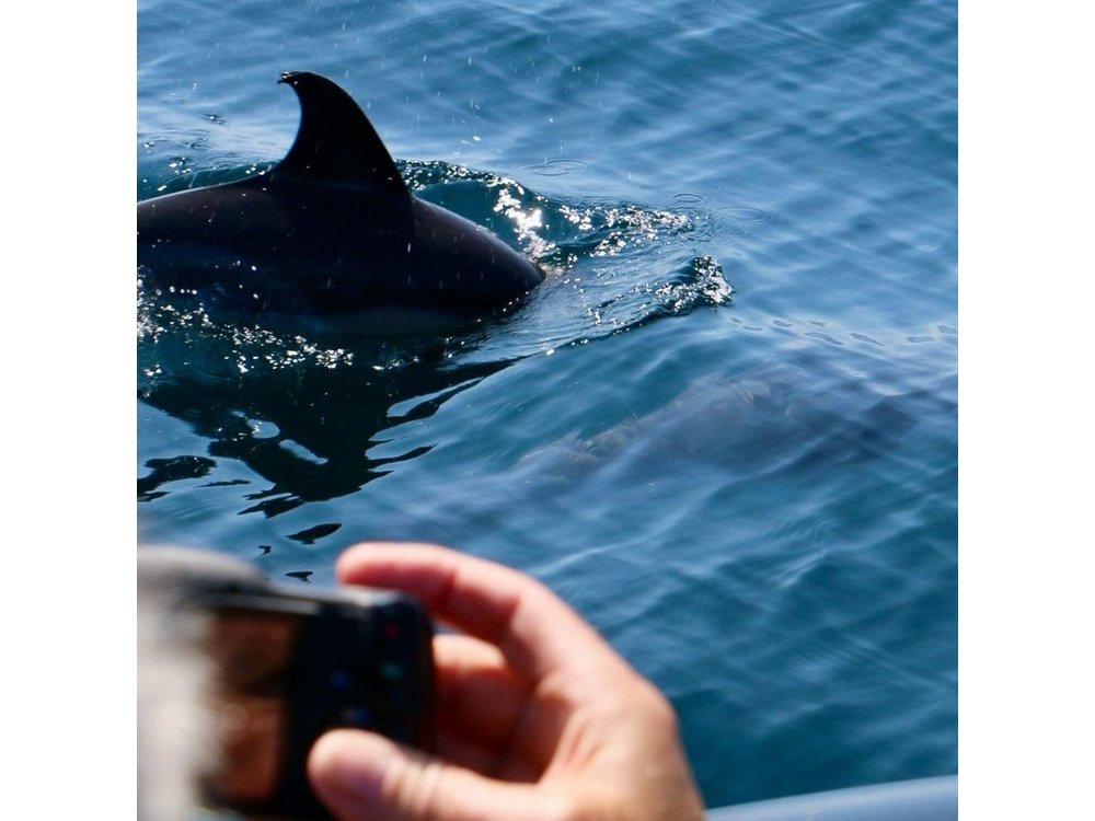 Dolphin Observation Boat Tour from Sesimbra