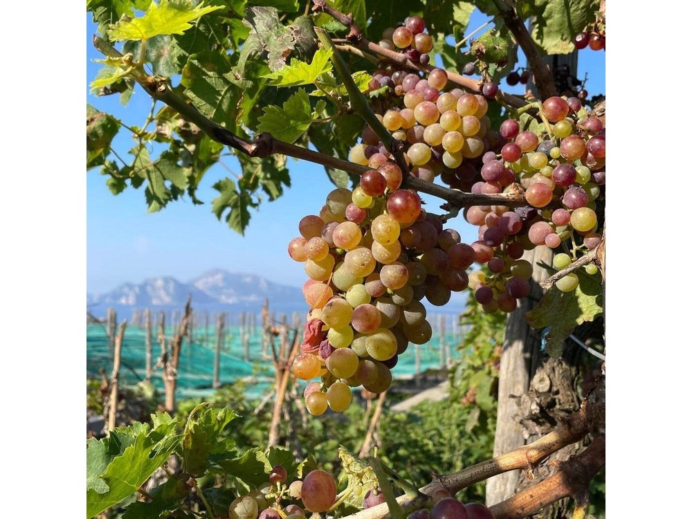 E-Bike tour in Sorrento Peninsula and wine tasting