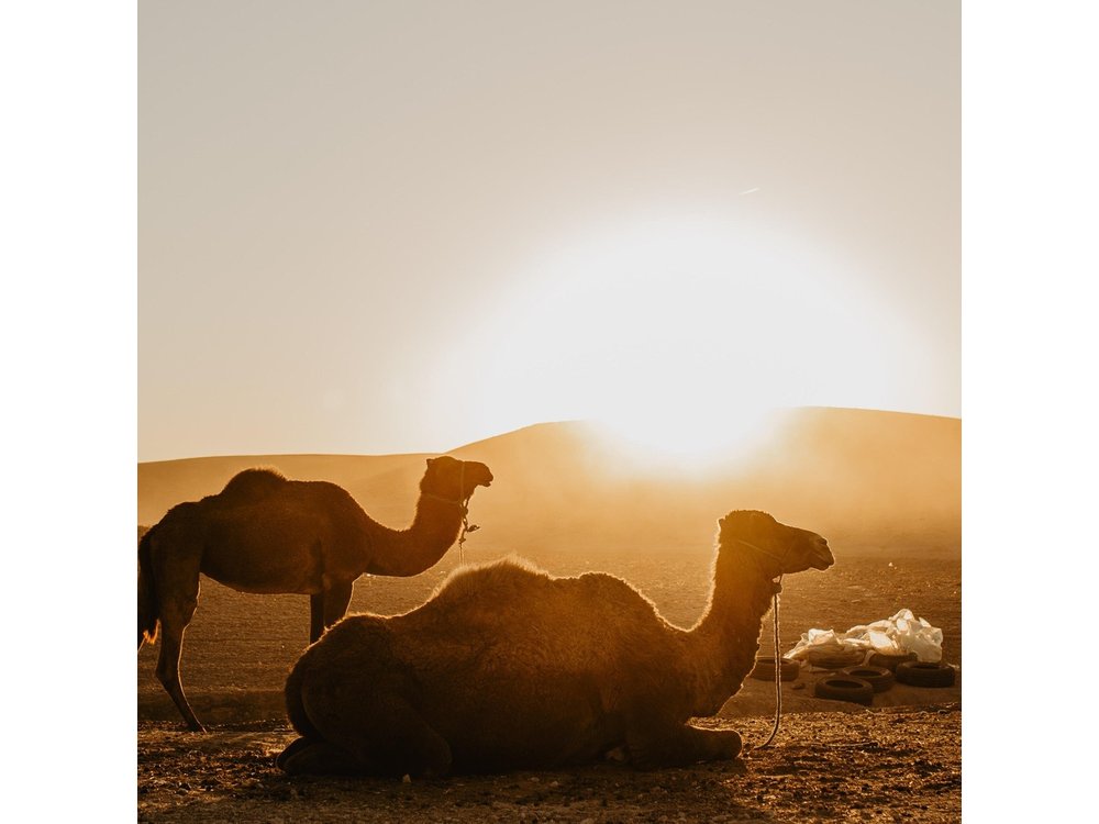 Agafay Desert Sunset, Quad, Camel and Dinner from Marrakech