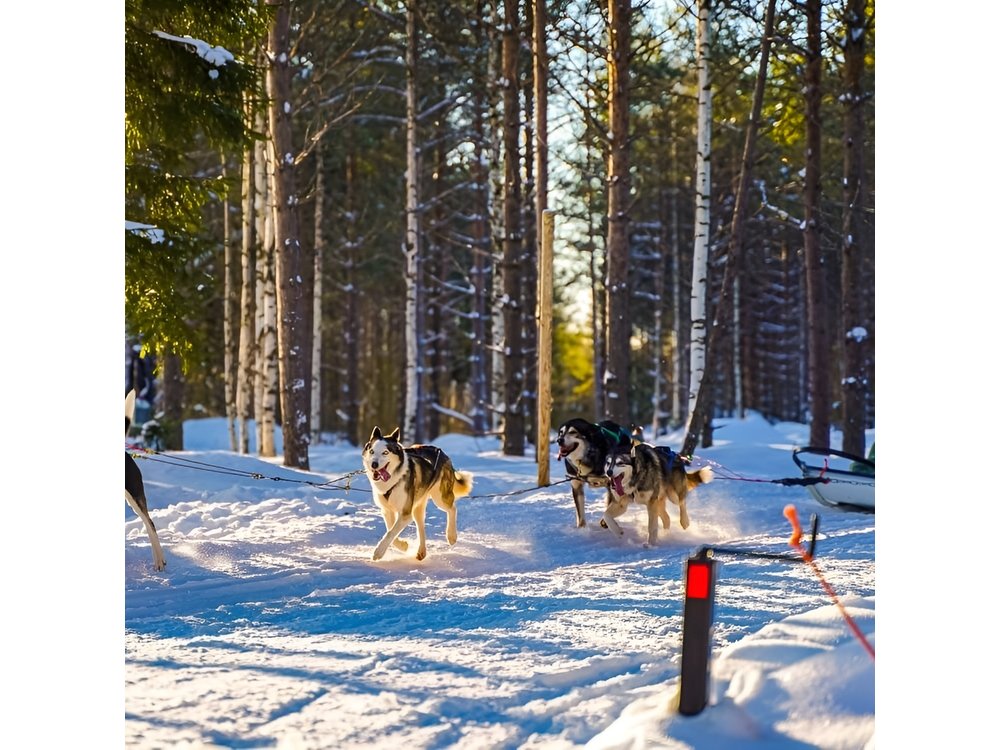 Arctic Husky Adventure in Rovaniemi