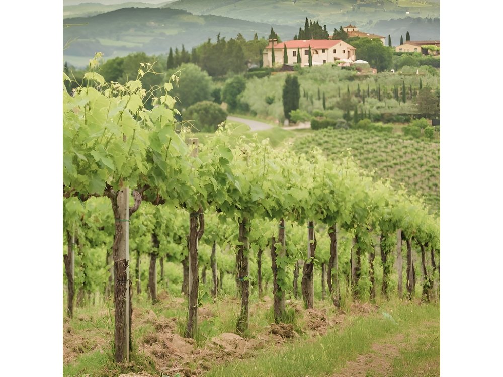 Frascati Day Tour: Road from Rome with Wine Tasting & Lunch