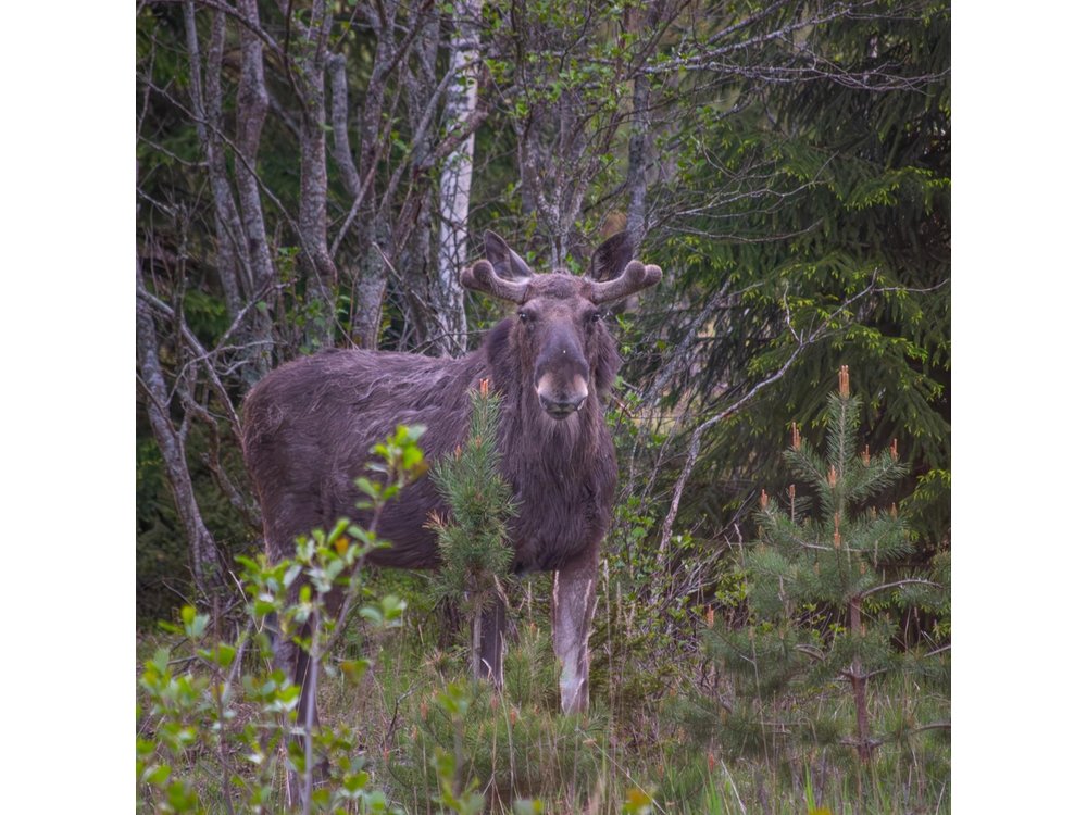 From Helsinki: Moose & Wildlife Safari with Campfire Dinner