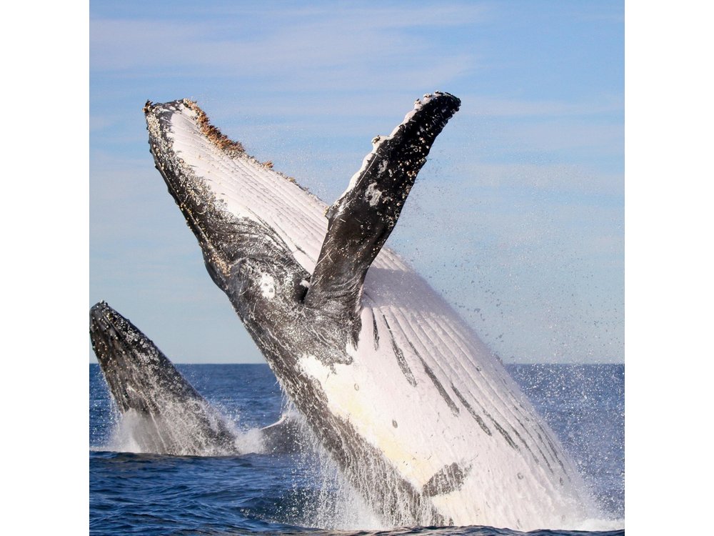 Humpback Whale Encounter Tour from Newcastle