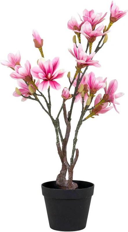 Photo 1 of Rosa magnolia tree Photo 1 of Rosa magnolia tree