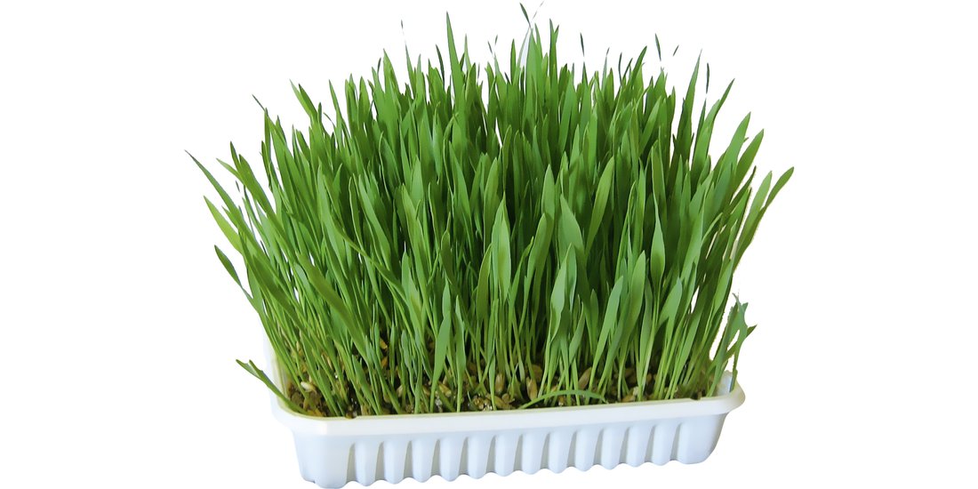 Kerbl Erba per roditori – 100 g