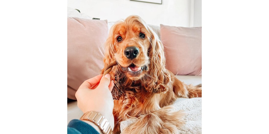 Pedigree Dentastix Snack per cani di tg. piccola…