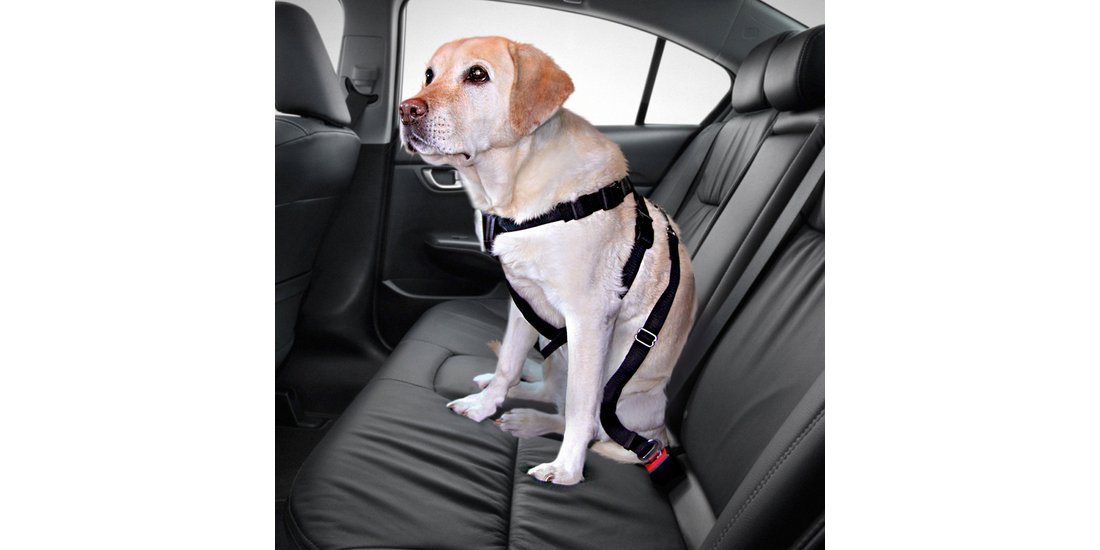 Set Imbracatura per cani Trixie + Coperta in …