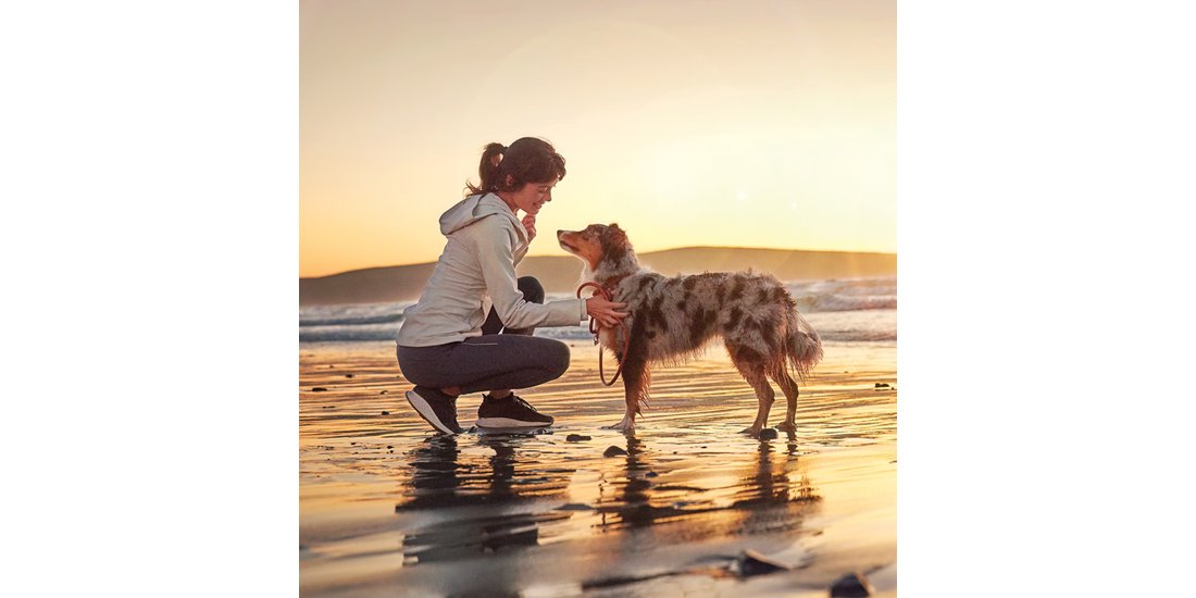 PURINA PRO PLAN Medium Adult Sensitive Skin – …