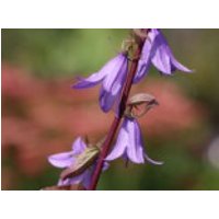 Acker-Glockenblume, Campanula rapunculoides, Topfware