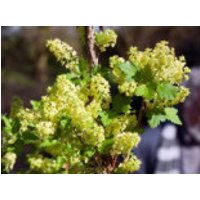 Alpen-Johannisbeere 'Schmidt', 40-60 cm, Ribes alpinum 'Schmidt', Containerware