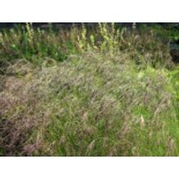 Amethyst-Schwingel, Festuca amethystina, Topfware