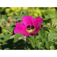 Apfelrose / Kartoffelrose / Hagebutte, 15-20 cm, Rosa rugosa, Topfware