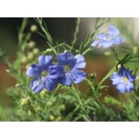 Ausdauernder Lein / Stauden-Lein, Linum perenne, Topfware