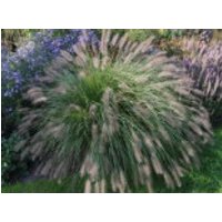 Australisches Lampenputzergras, Pennisetum alopecuroides, Topfware