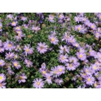 Glattblatt-Aster 'Blütenmeer', Aster novi-belgii 'Blütenmeer', Topfware