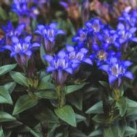 Kranz-Enzian, Gentiana septemfida var. lagodechiana, Topfware