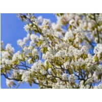 Baum-Felsenbirne 'Robin Hill', 40-60 cm, Amelanchier arborea 'Robin Hill', Containerware