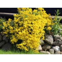 Berg-Steinkraut 'Berggold', Alyssum montanum 'Berggold', Topfware