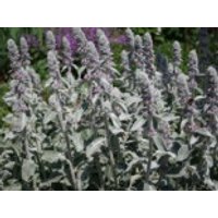 Byzantinischer Wollziest, Stachys byzantina, Topfware