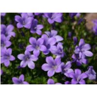 Dalmatiner Polster-Glockenblume 'Birch', Campanula portenschlagiana 'Birch', Topfware