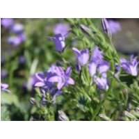 Dalmatiner Polster-Glockenblume 'Nice to See', Campanula portenschlagiana 'Nice to See', Topfware
