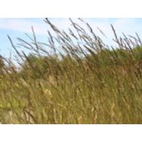 Echter Schaf-Schwingel, Festuca ovina, Topfware