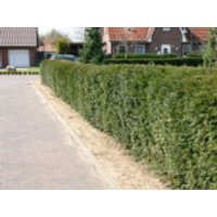 Eibe, 125-150 cm, Taxus baccata, Containerware