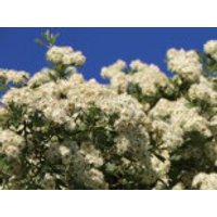 Eingriffeliger Weißdorn, 100-125 cm, Crataegus monogyna, Containerware