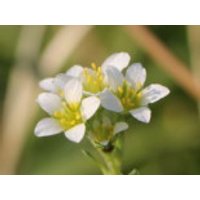 Elfenbein Steinbrech 'Alba', Saxifraga x apiculata 'Alba', Topfware