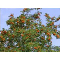 Essbare Vogelbeere / Eberesche 'Edulis', 10-20 cm, Sorbus aucuparia 'Edulis', Jungpflanzen (veredelt)