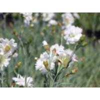 Feder-Nelke 'Maischnee', Dianthus plumarius 'Maischnee', Topfware