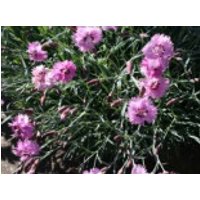 Feder-Nelke 'Roseus', Dianthus plumarius 'Roseus', Topfware
