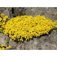 Felsen-Steinkraut 'Compactum Goldkugel', Alyssum saxatile 'Compactum Goldkugel', Topfware