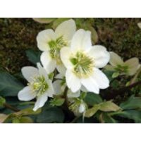 Frühblühende Garten Christrose 'Praecox', Helleborus niger 'Praecox', Topfware