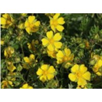 Fühlings-Fingerkraut, Potentilla neumanniana, Topfware