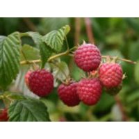 Gemeine Himbeere / Wildhimbeere, 60-100 cm, Rubus idaeus, Containerware